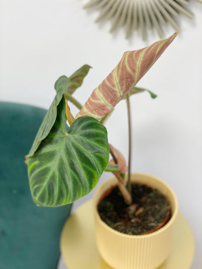 Philodendron Verrucosum Incensi - House of Kojo