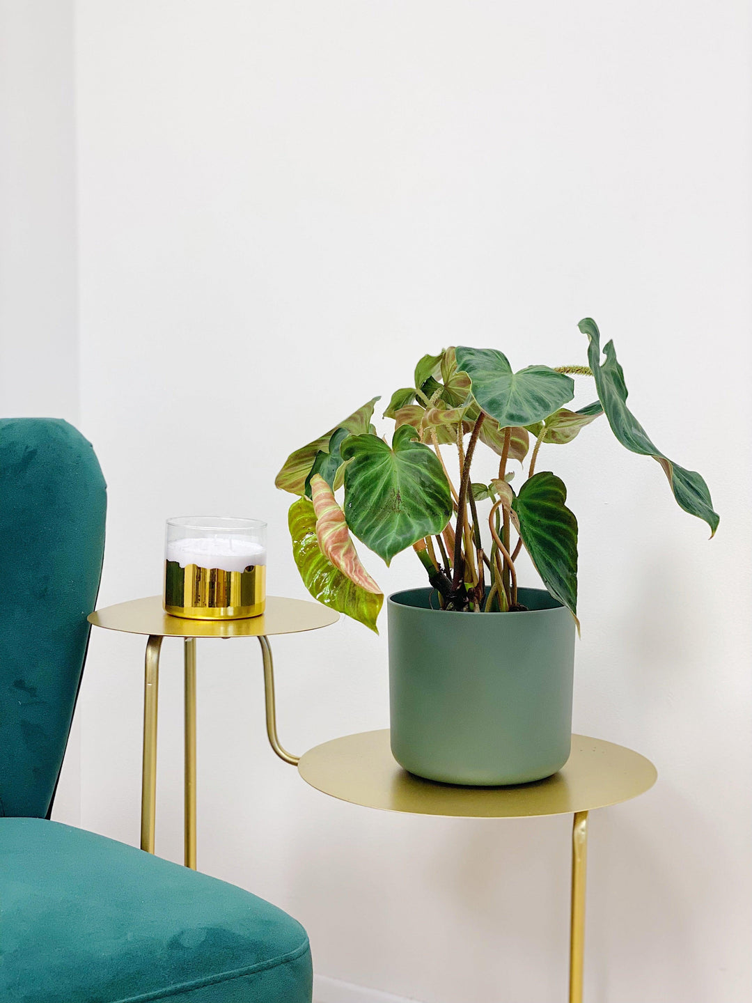 philodendron incensi Philodendron Verrucosum Incensi