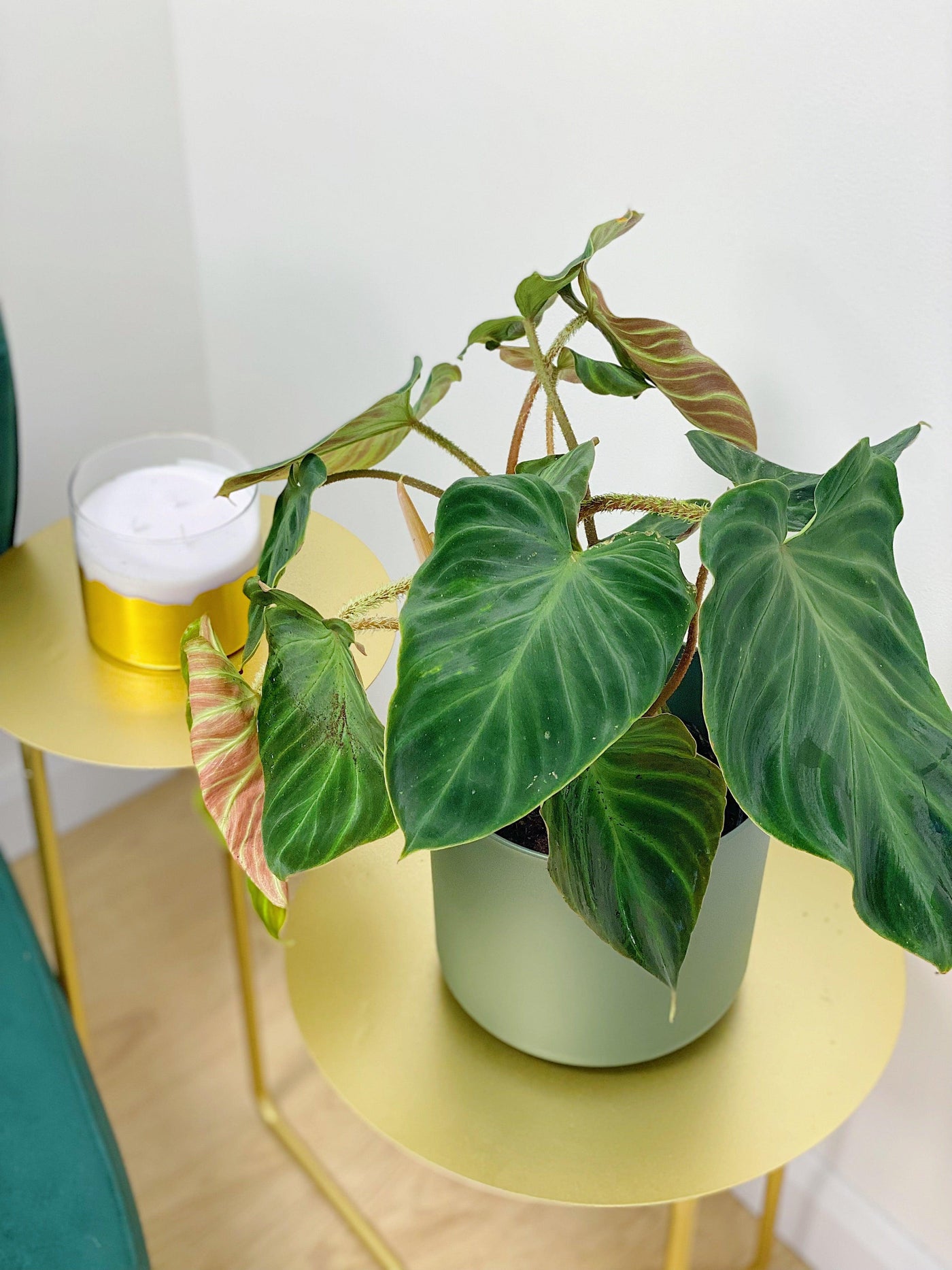 philodendron incensi Philodendron Verrucosum Incensi