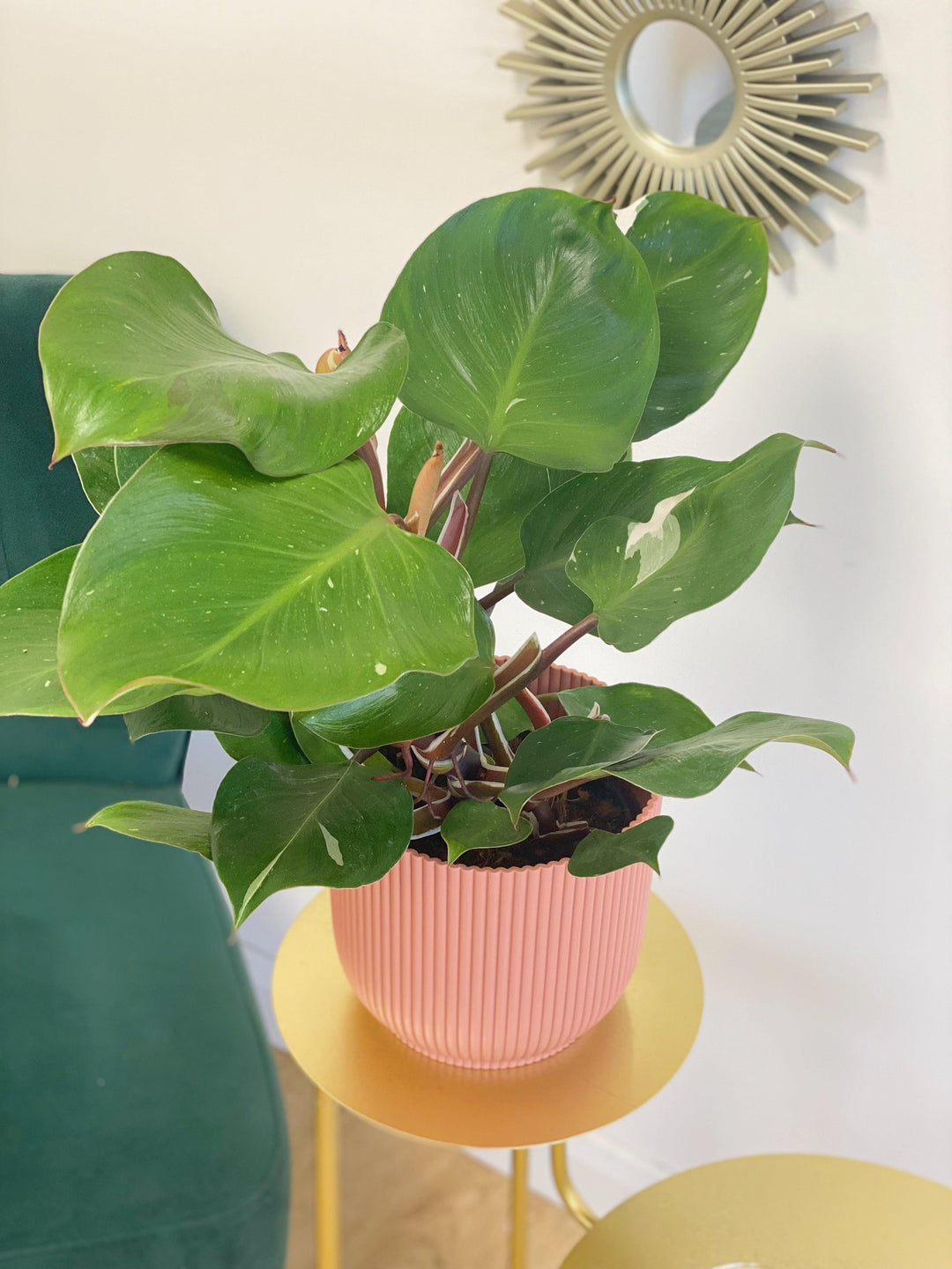 white knight pothos Philodendron White Knight