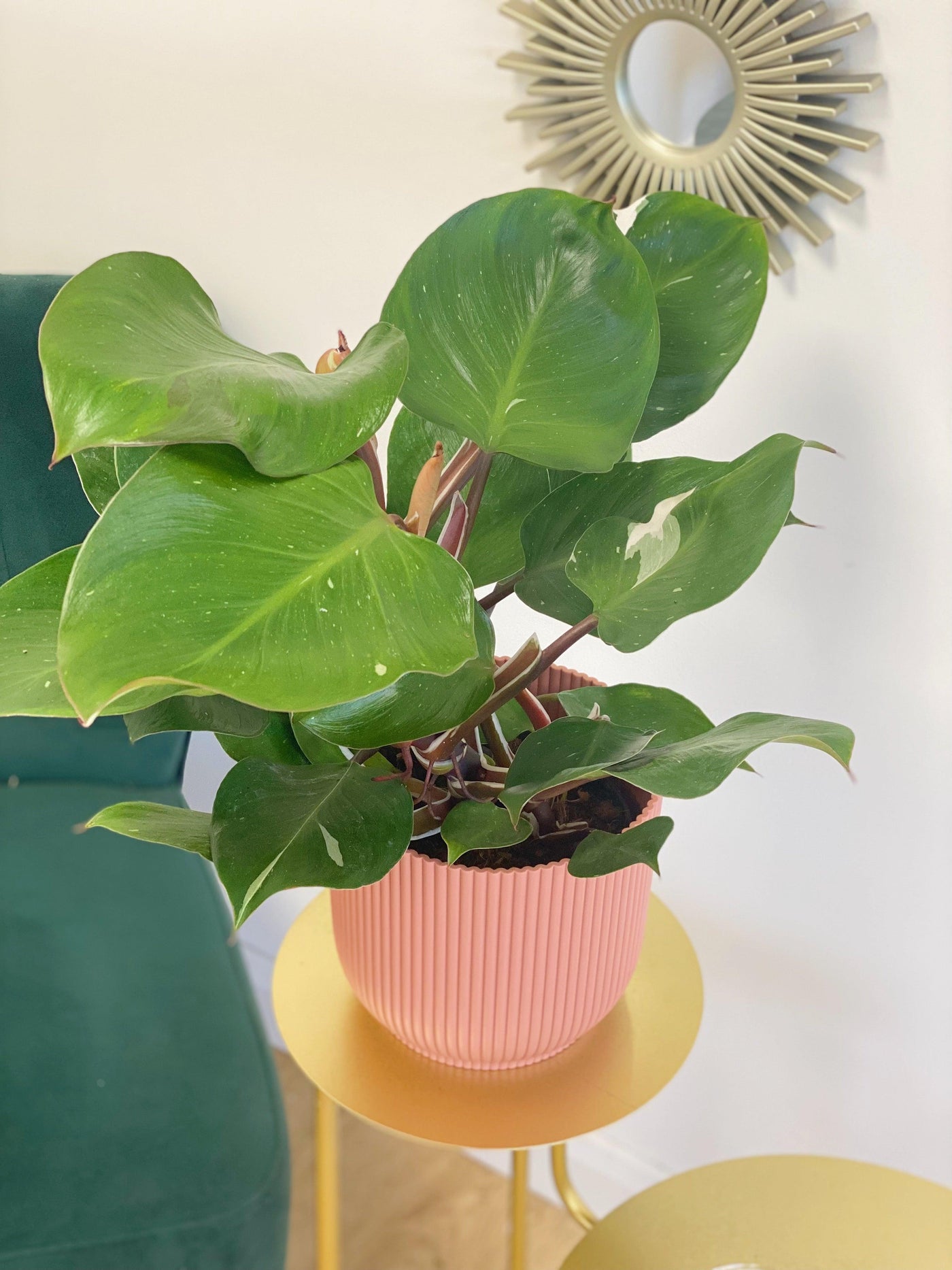 white knight philodendron near me Philodendron White Knight