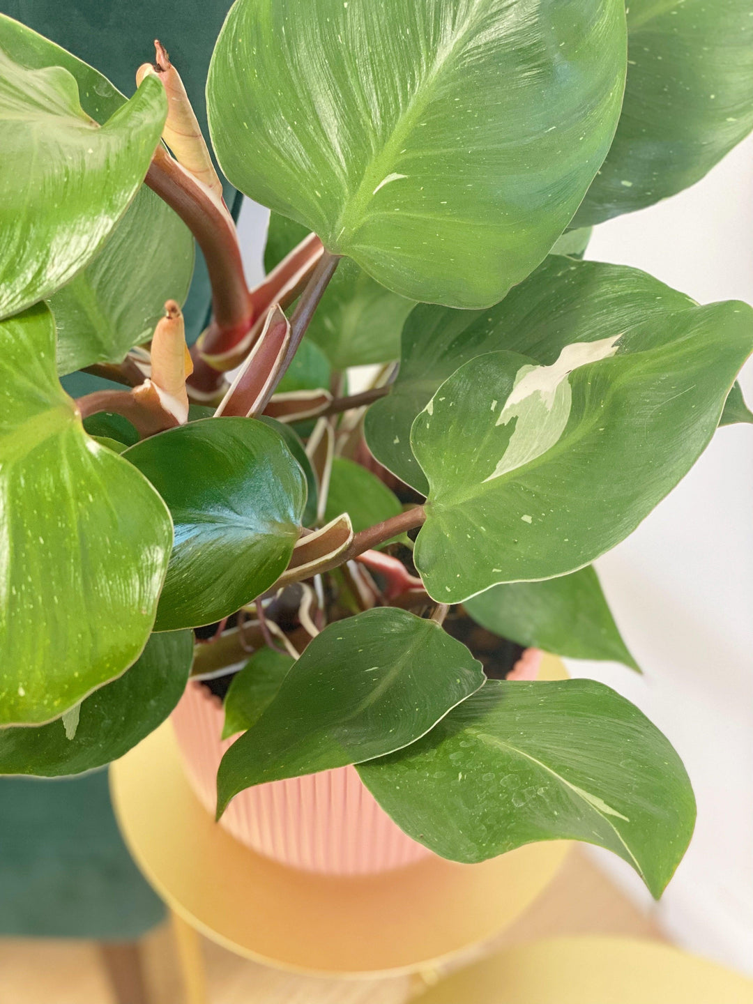 Philodendron White Knight