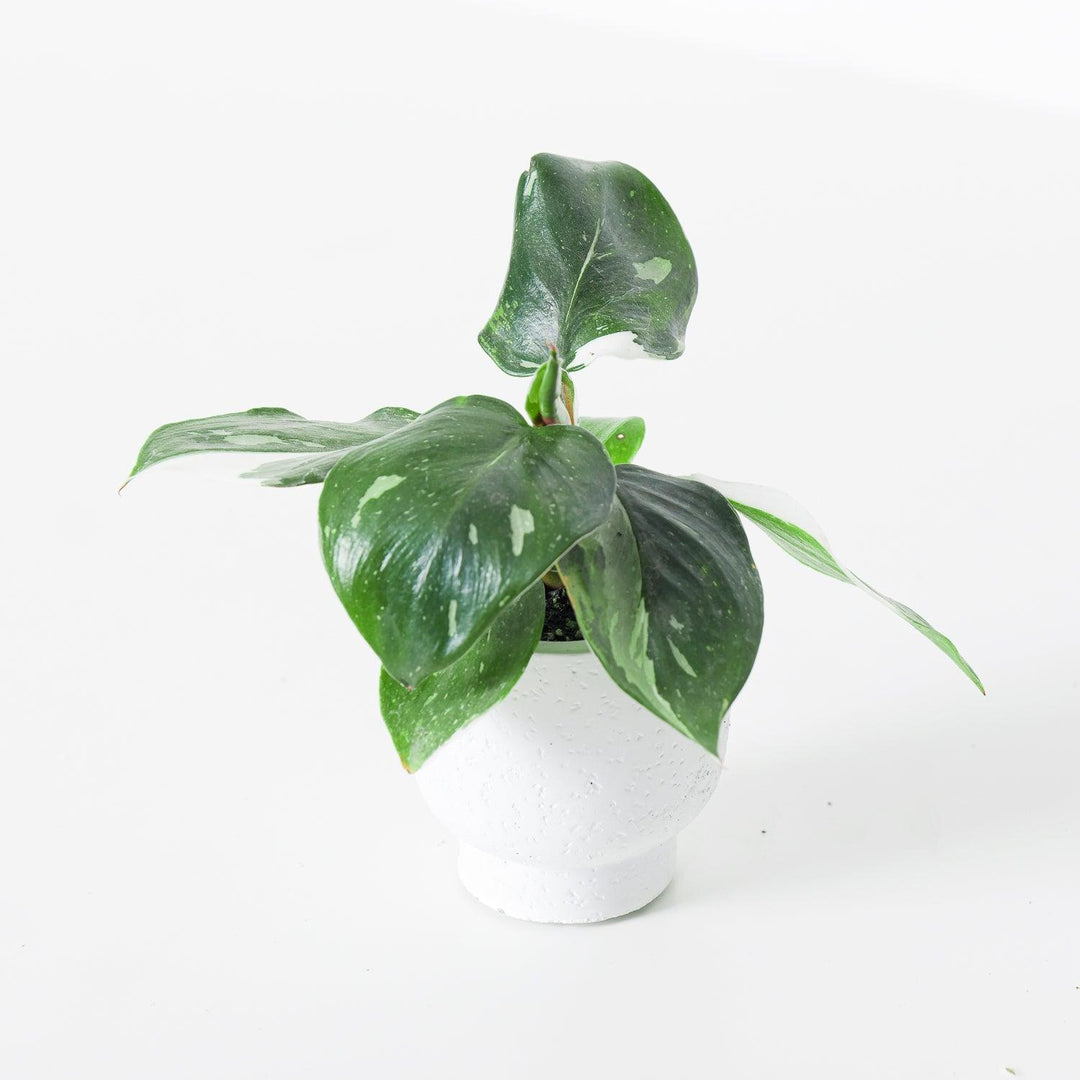 Philodendron White Knight