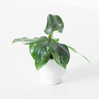Philodendron White Knight - House of Kojo