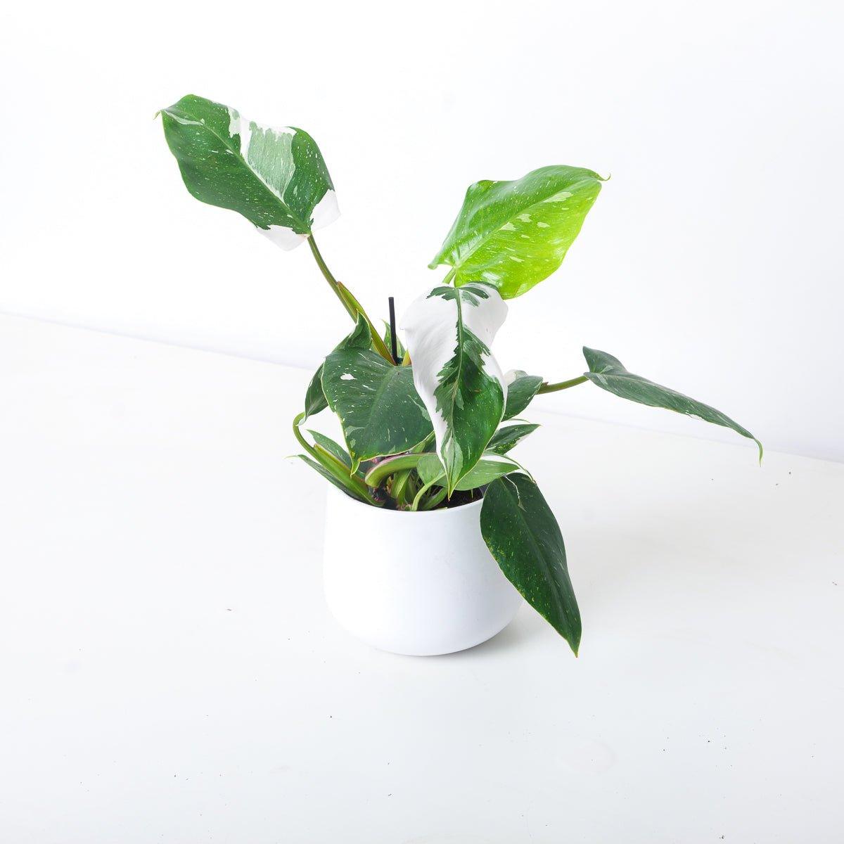 Philodendron White Princess - House of Kojo