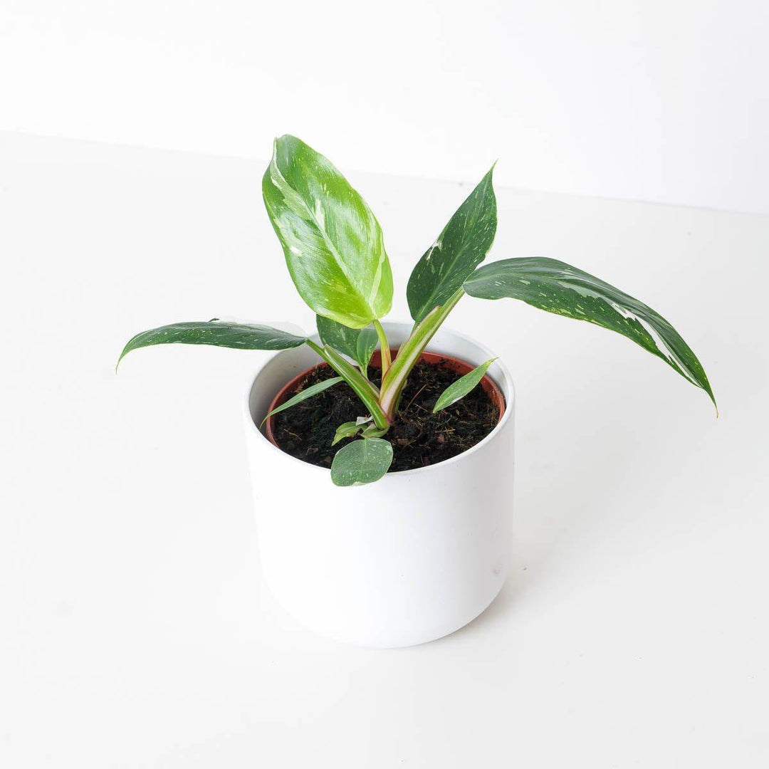 white princess philodendron toxic to cats Philodendron White Princess