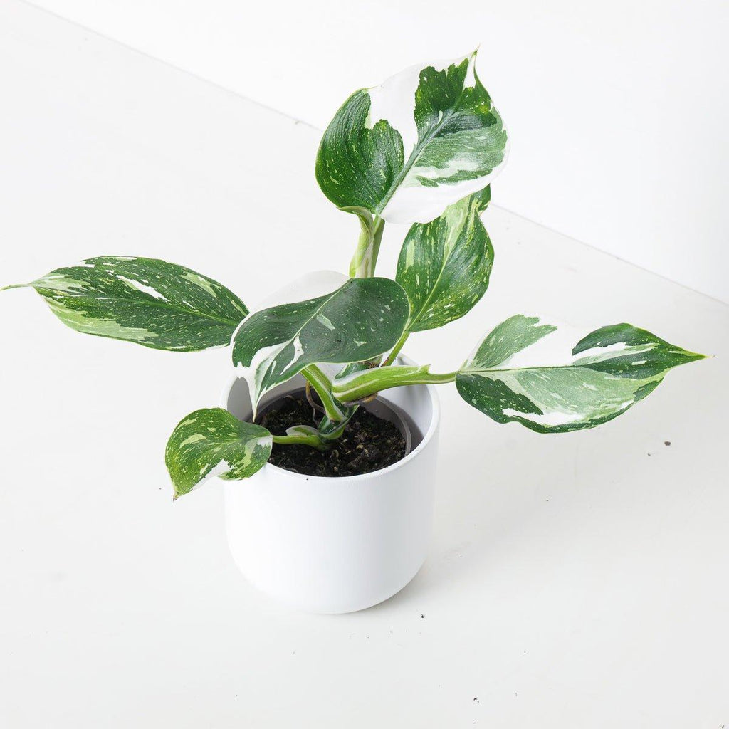 full grown white wizard philodendron Philodendron White Wizard