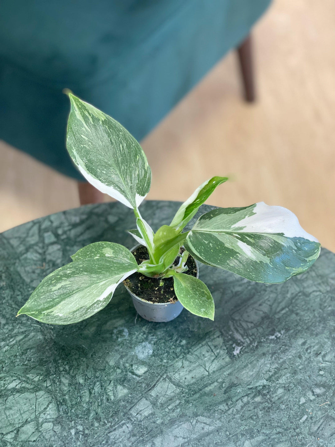large white wizard philodendron Philodendron White Wizard