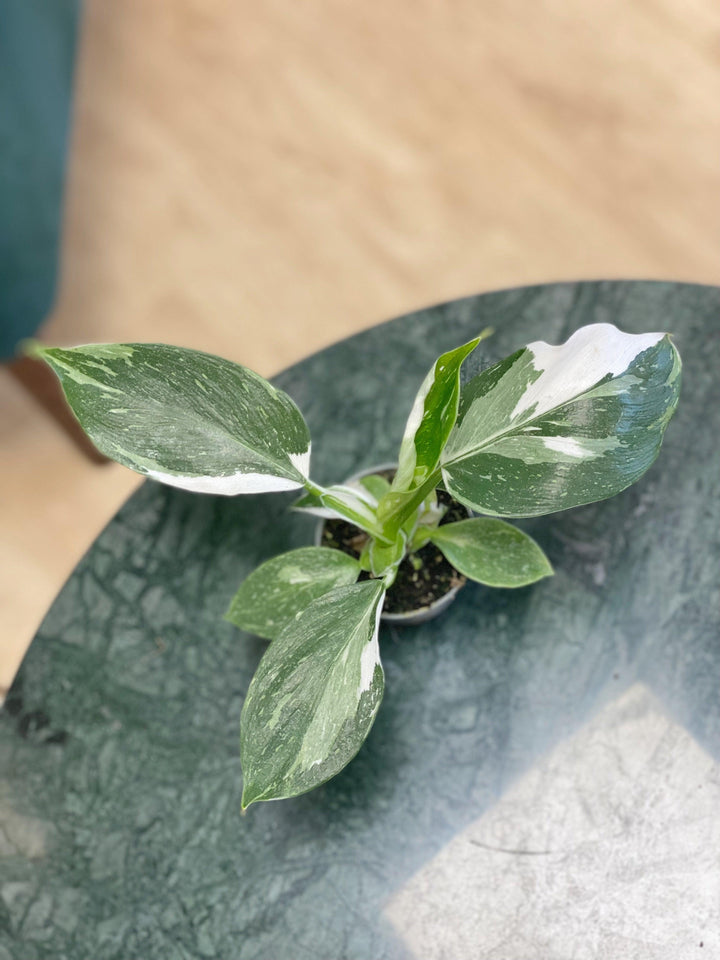 philodendron white wizard toxic to cats Philodendron White Wizard