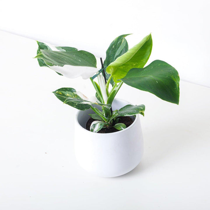philodendron white wizard toxic to cats Philodendron White Wizard