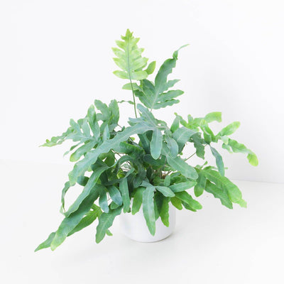 Phlebodium Aureum | Blue Star Fern | House Plant - House of Kojo