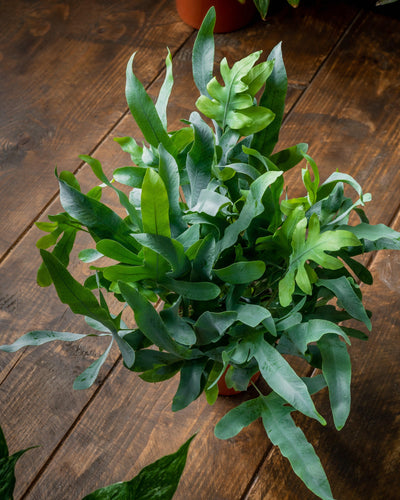 Phlebodium Aureum | Blue Star Fern | House Plant - House of Kojo