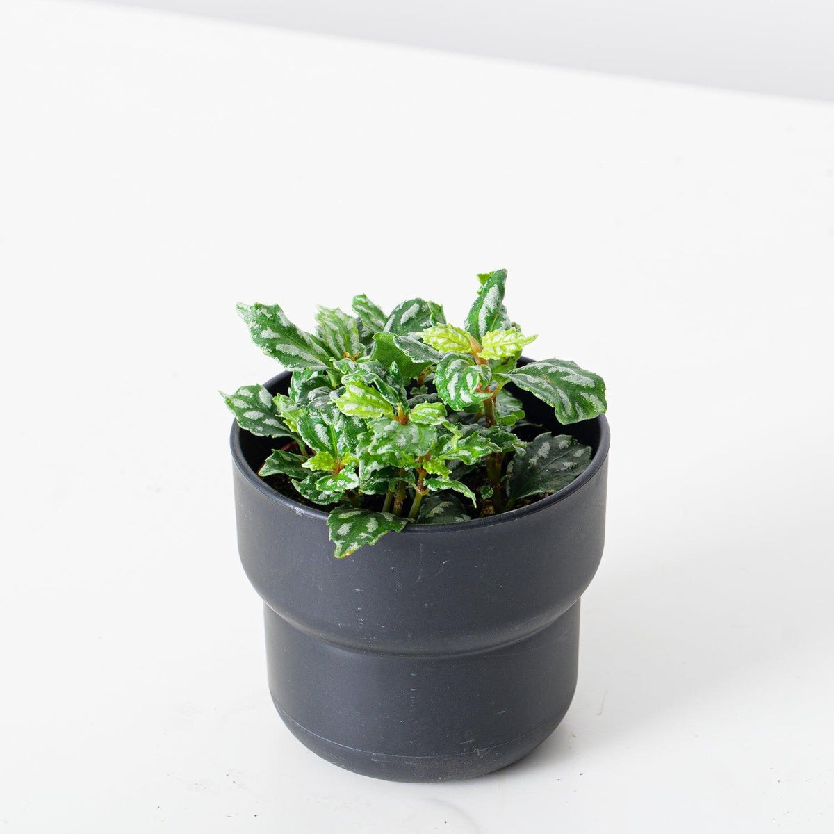 Pilea Cadierei | Aluminum Plant - House of Kojo