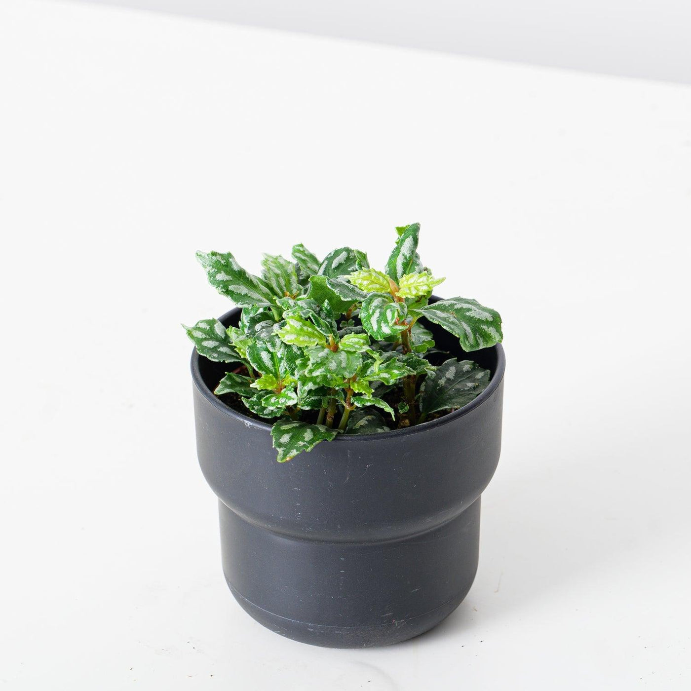 Pilea Cadierei | Aluminum Plant - House of Kojo
