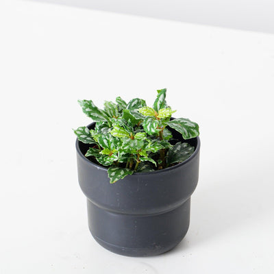 Pilea Cadierei | Aluminum Plant - House of Kojo