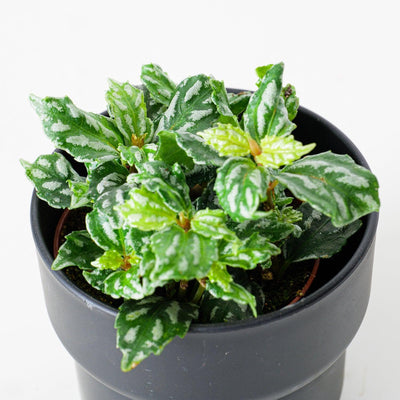Pilea Cadierei | Aluminum Plant - House of Kojo