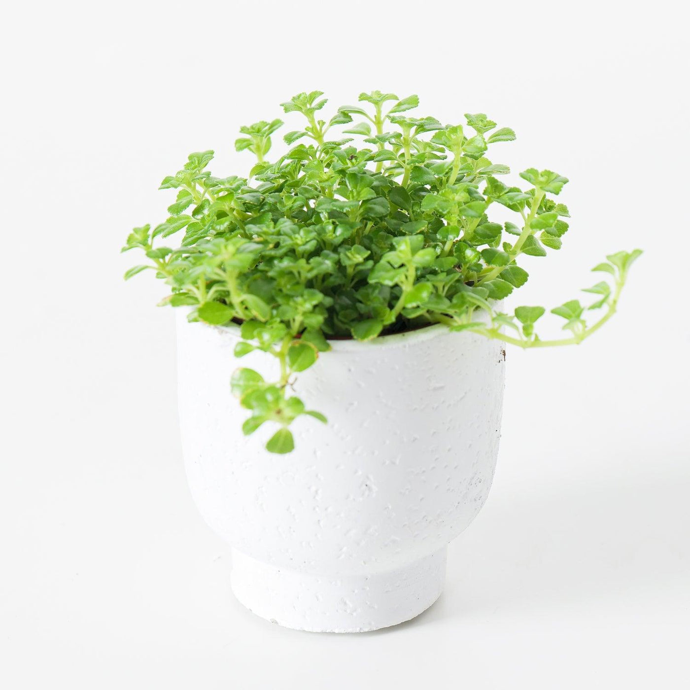 Pilea depressa - House of Kojo