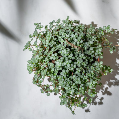 Pilea Glaucophylla Greyzy - House of Kojo