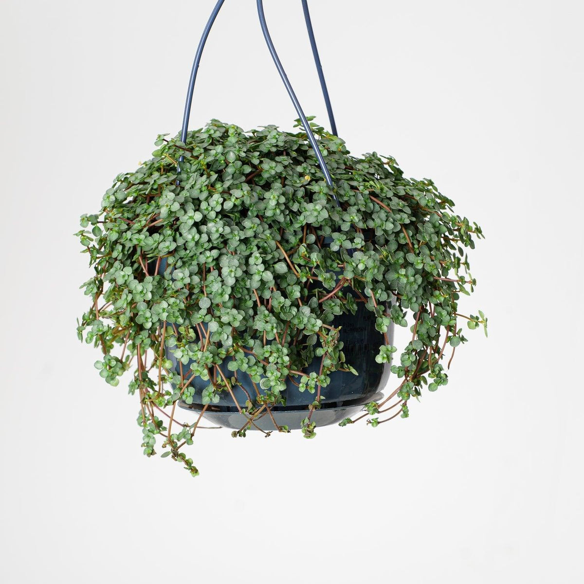 Pilea Glaucophylla Greyzy - House of Kojo