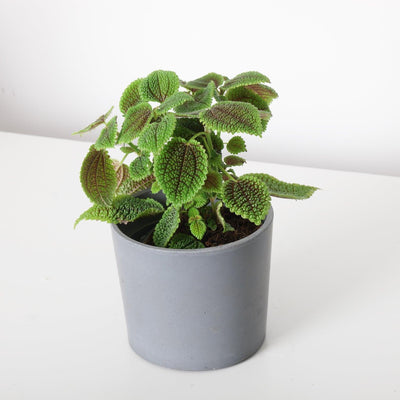 Pilea Moon Valley - House of Kojo