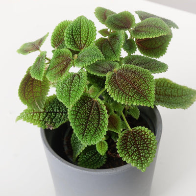 Pilea Moon Valley - House of Kojo