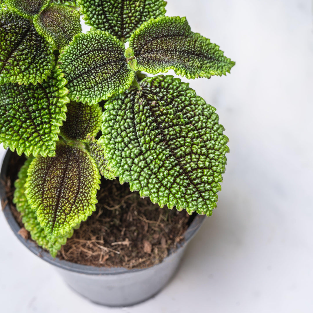 moon valley house plant Pilea Moon Valley