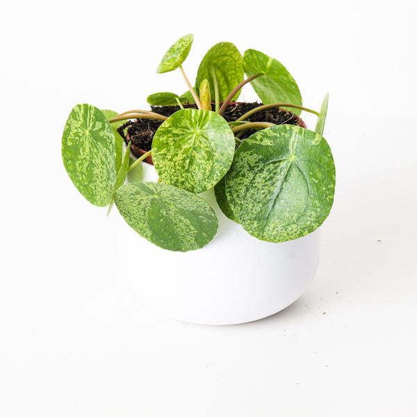 is peperomia a money plant Pilea Peperomioides Mojito | Variegated Chinese Money Plant