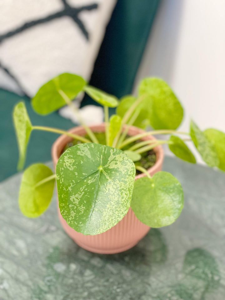 Pilea Peperomioides Mojito | Variegated Chinese Money Plant