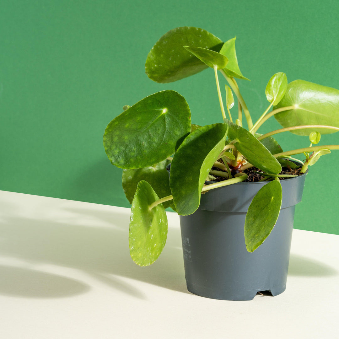 Pilea Peperomioides | Chinese Money Plant | Pancake Plant