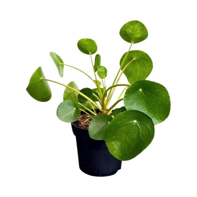 Pilea Peperomioides | Chinese Money Plant | Pancake Plant - House of Kojo