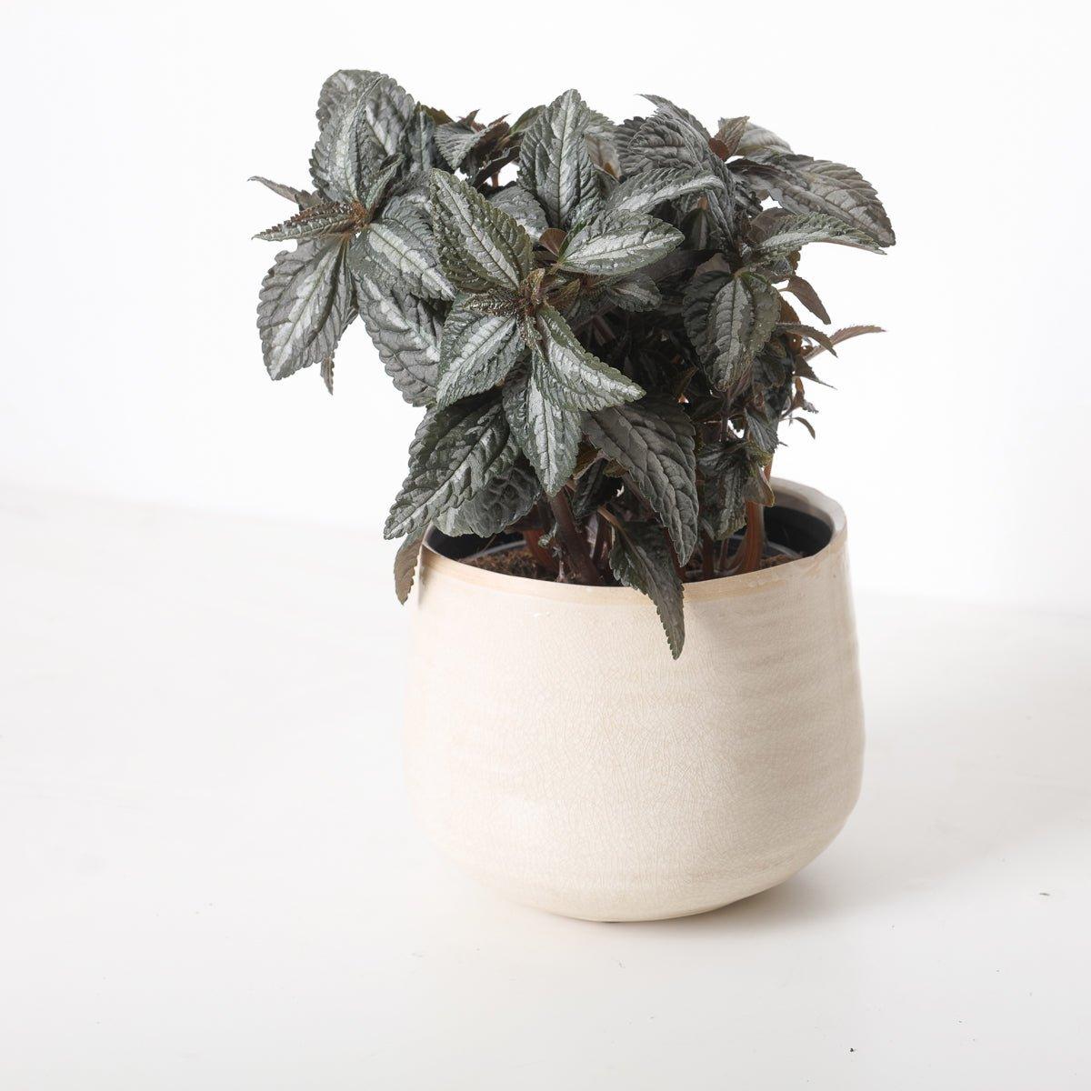 Pilea 'Silver Tree' - House of Kojo