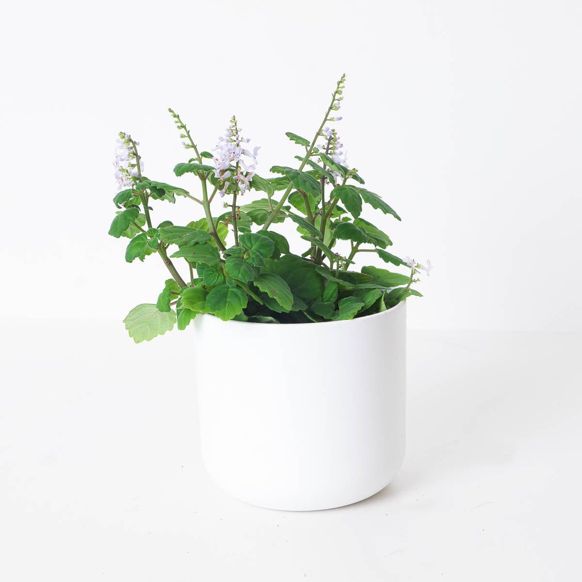 Plectranthus ernestii 'Mint' - House of Kojo