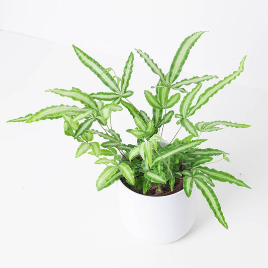 Pteris Cretica Albolineata - House of Kojo