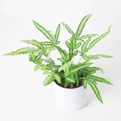 Pteris Cretica Albolineata - House of Kojo