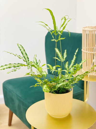 Pteris Cretica Albolineata - House of Kojo