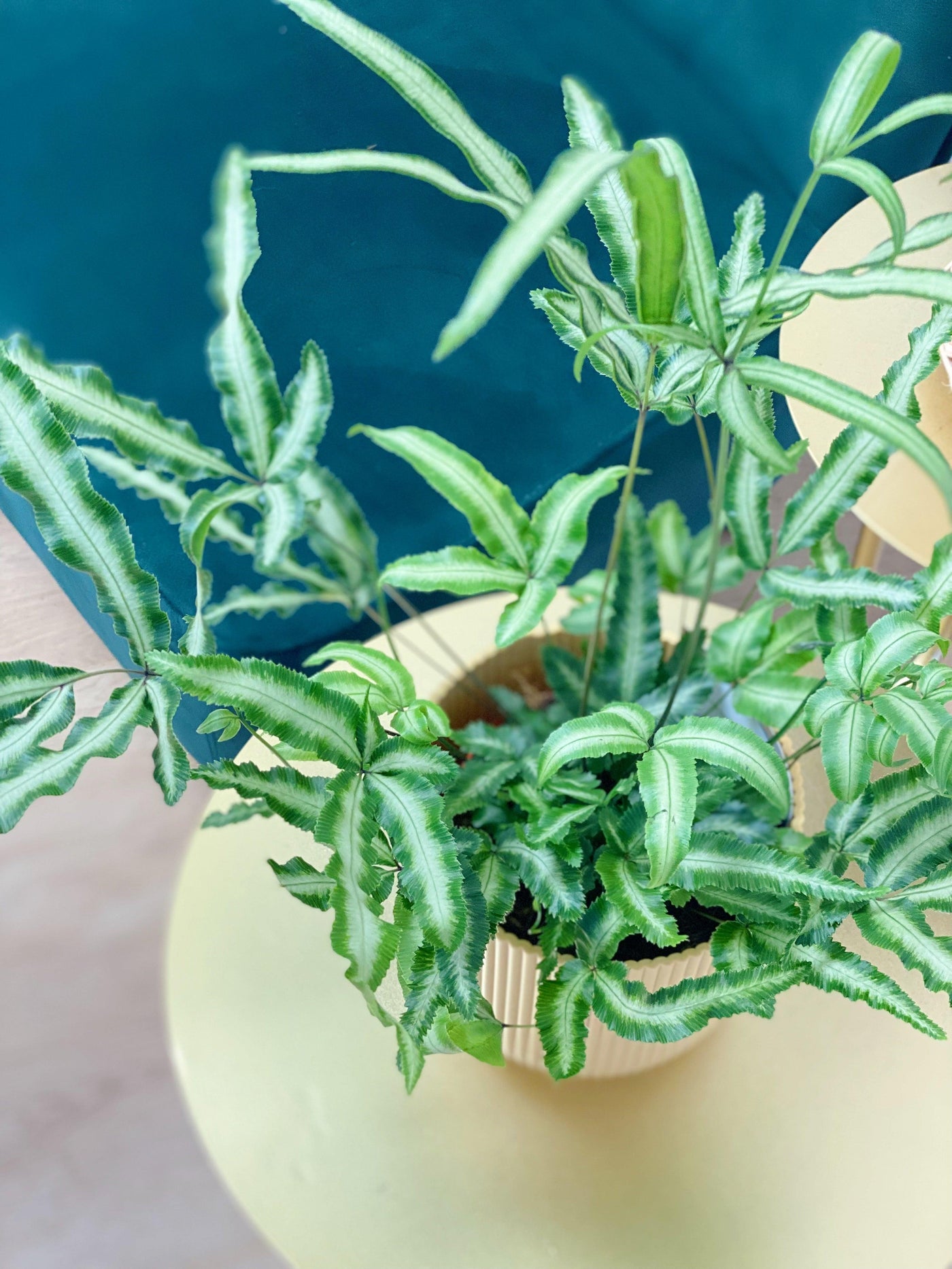 Pteris Cretica Albolineata - House of Kojo