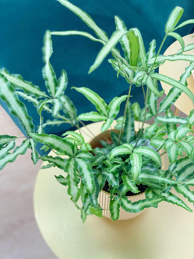 Pteris Cretica Albolineata - House of Kojo