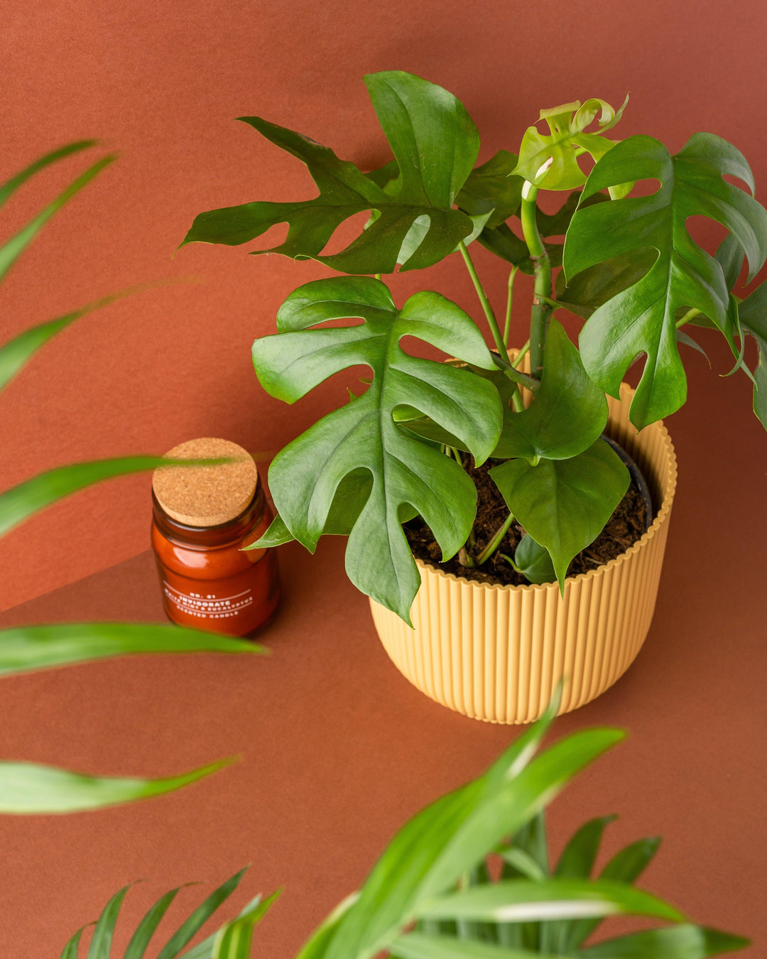 monstera compacta Rhaphidophora Tetrasperma | Mini Monstera Compacta