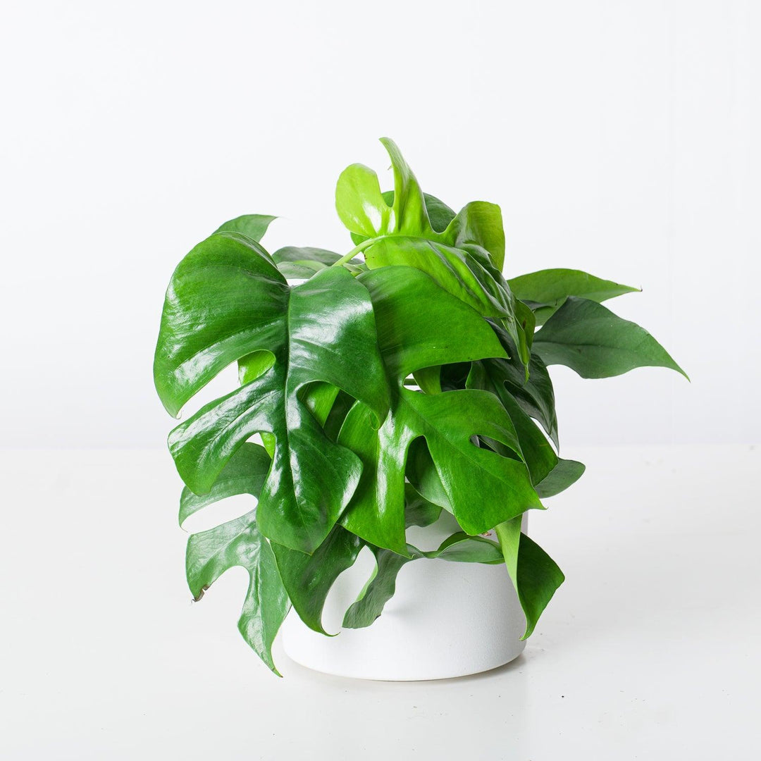 miniature monstera deliciosa Rhaphidophora Tetrasperma | Mini Monstera Compacta