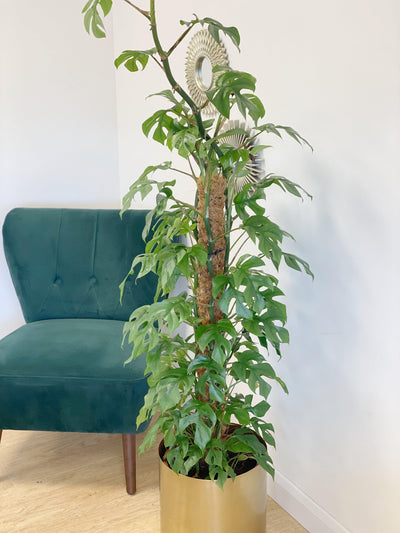 Rhaphidophora Tetrasperma | Mini Monstera Compacta - House of Kojo