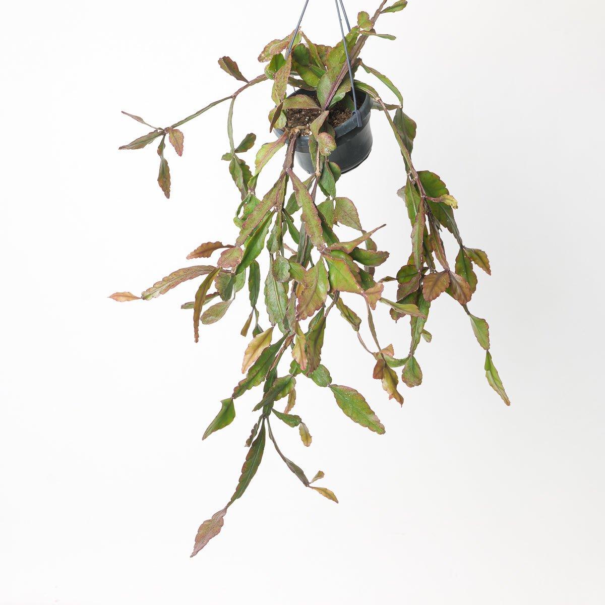 Rhipsalis elliptica - House of Kojo