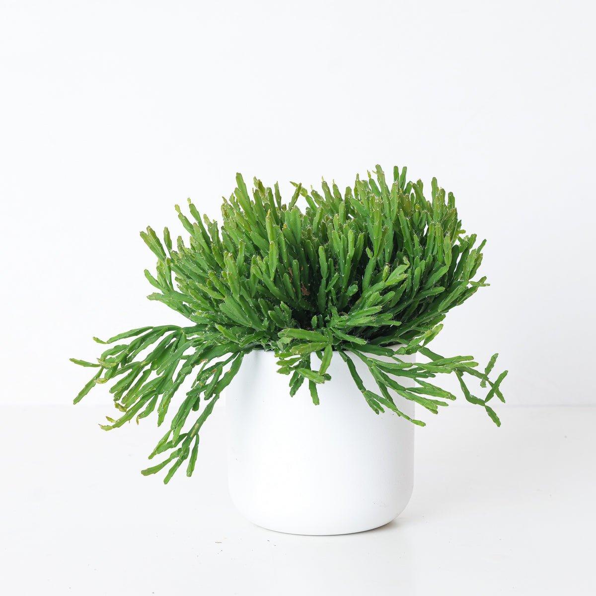 Rhipsalis ewaldiana - House of Kojo