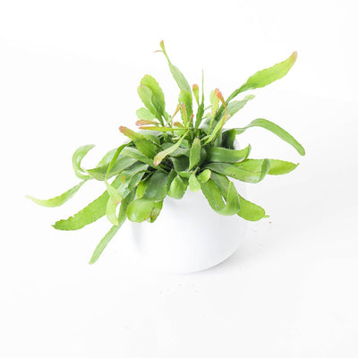 Rhipsalis Ramulosa Red Coral - House of Kojo