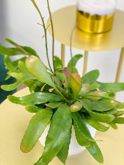 Rhipsalis Ramulosa Red Coral - House of Kojo