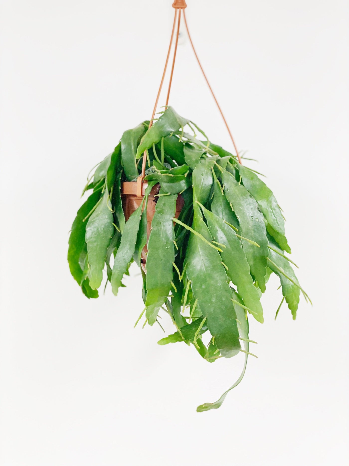 Rhipsalis Ramulosa Red Coral - House of Kojo