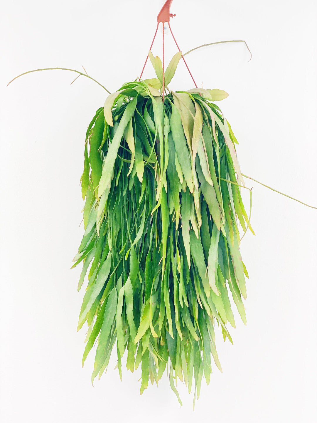 Rhipsalis Ramulosa Red Coral | Indoor Plants and Accessories  House of Kojo