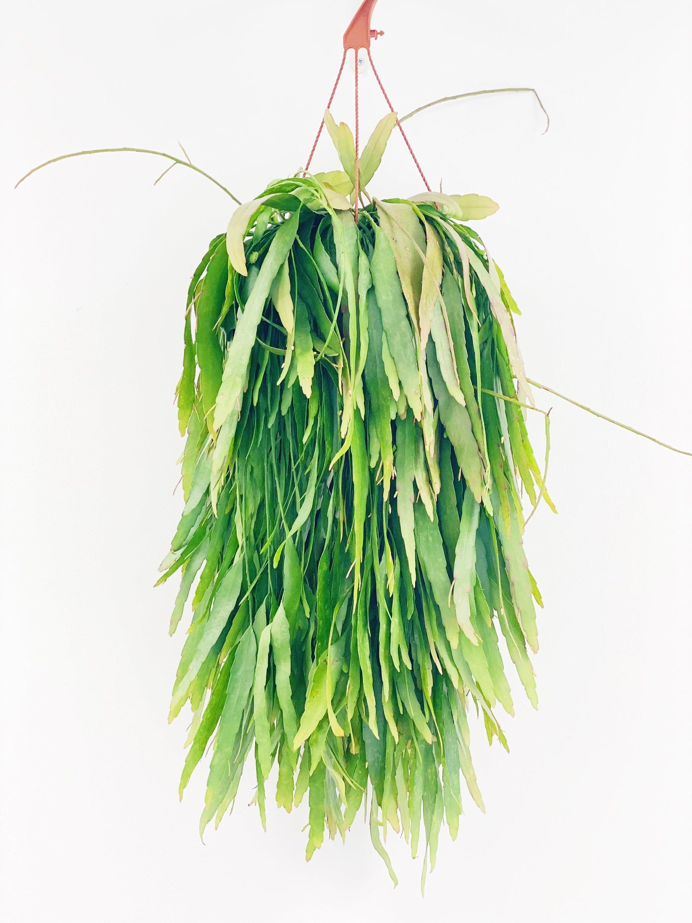 Rhipsalis Ramulosa Red Coral - House of Kojo