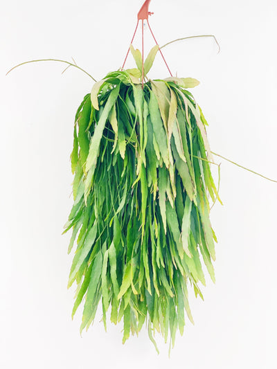 Rhipsalis Ramulosa Red Coral - House of Kojo