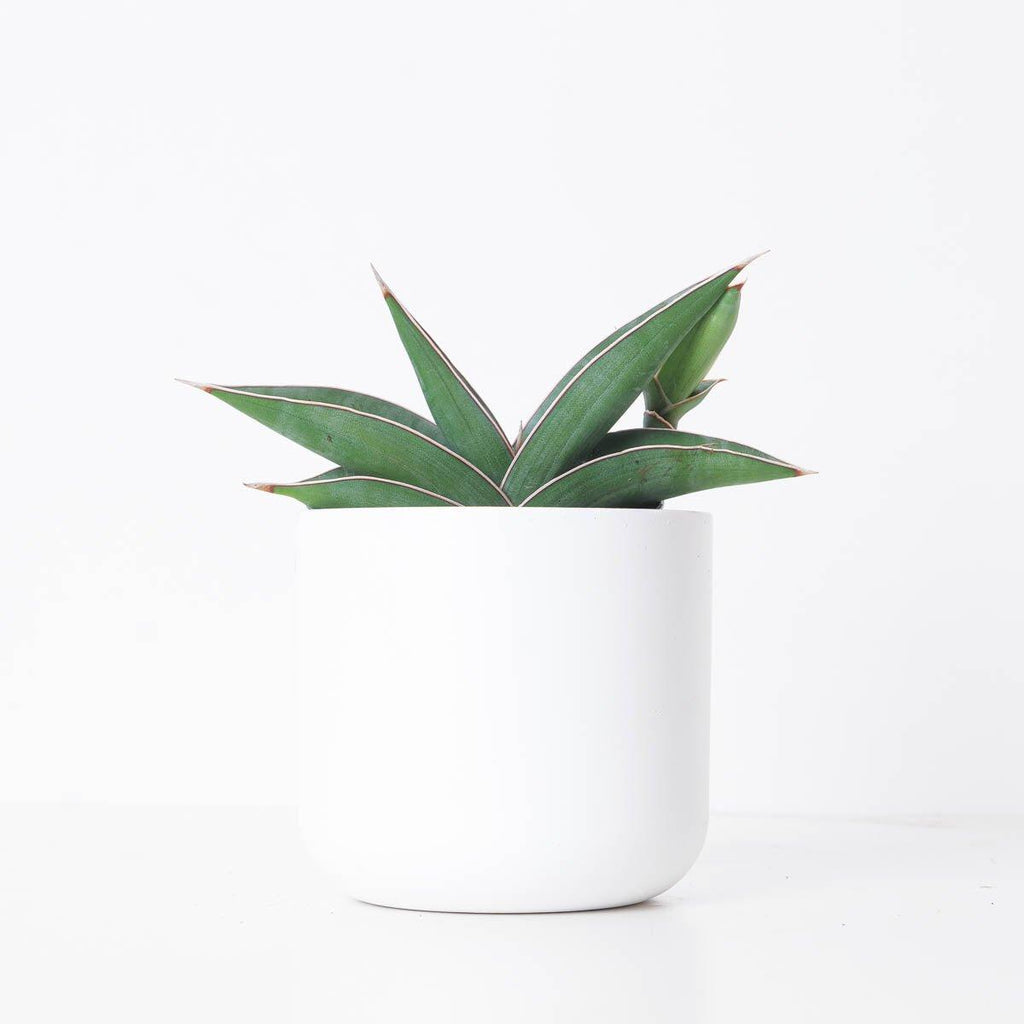 Sansevieria 'Almond Silver'