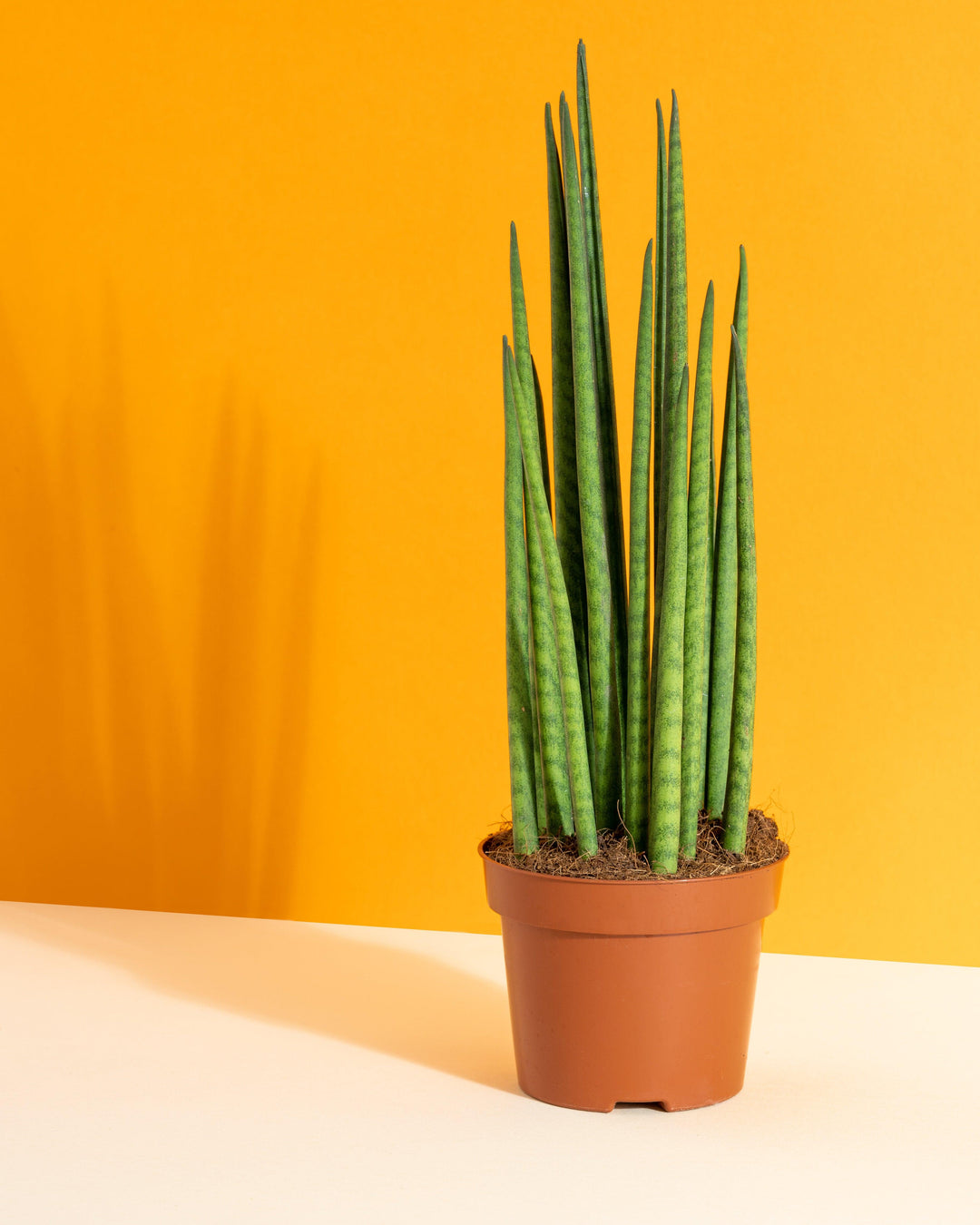 sansevieria cylindrica mikado Sansevieria Bacularis Mikado | Snake Plant | 10cm Pot | Air Purifying Easy Care House Plant